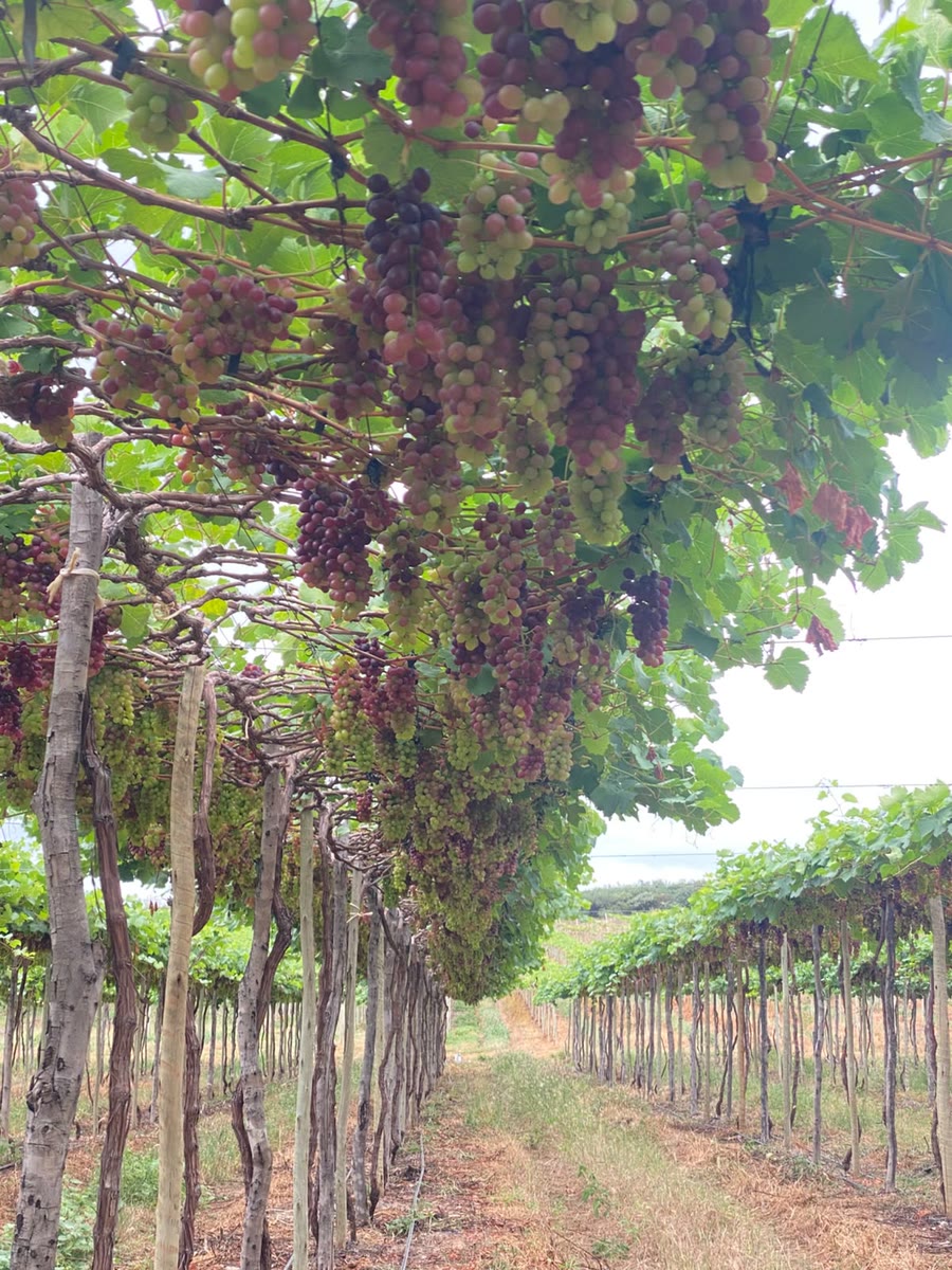 Parreiral real com cachos de uva em produção
